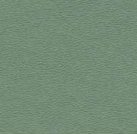 Cactus 0242